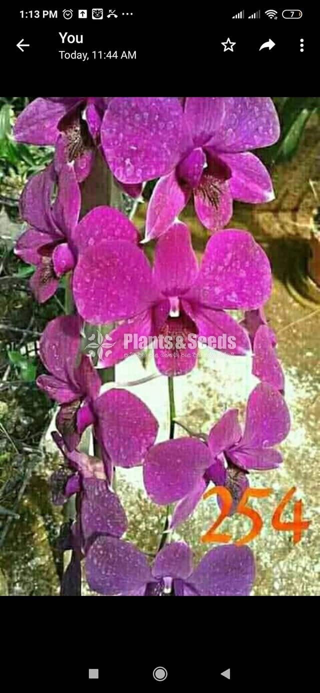 Dendrobium