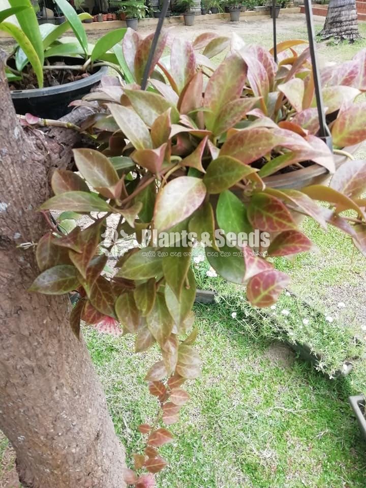 Red variegated Hoya