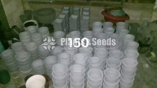 Cement Pots