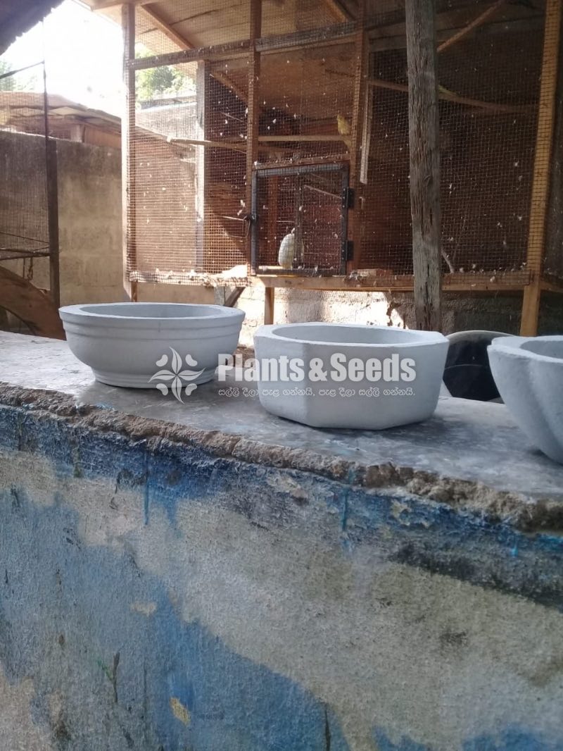 Cement Pots