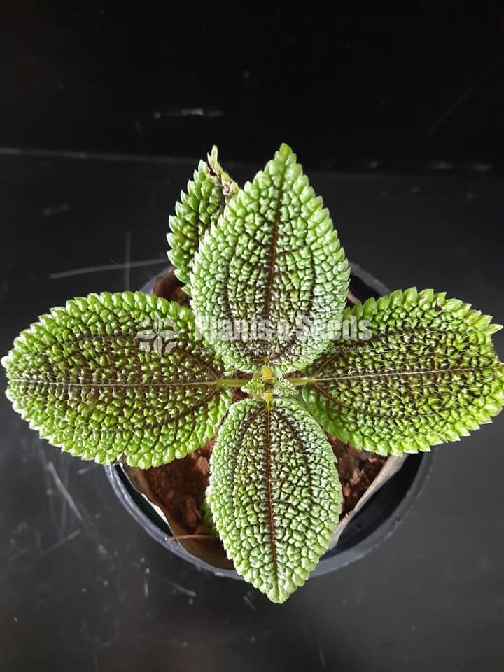 Outdoor Plants