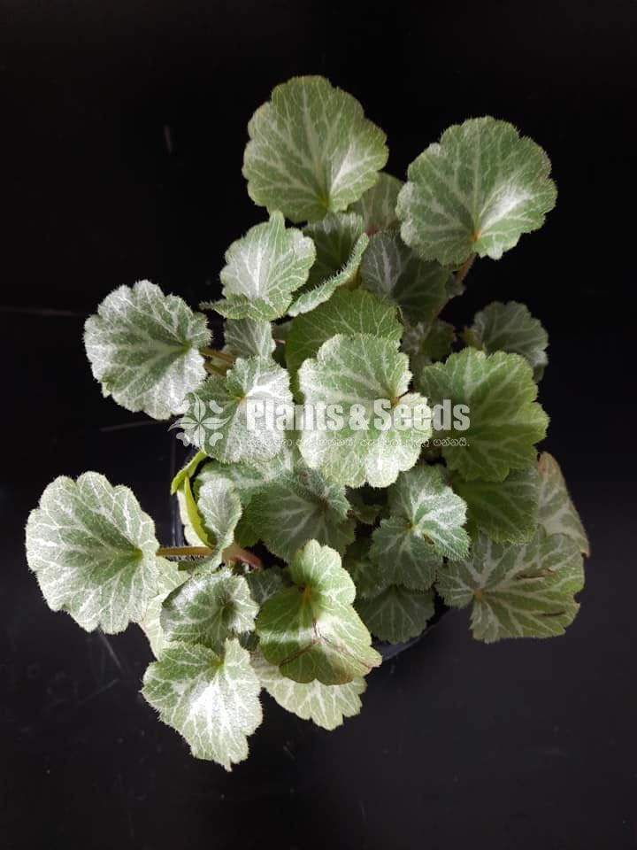 Outdoor Plants
