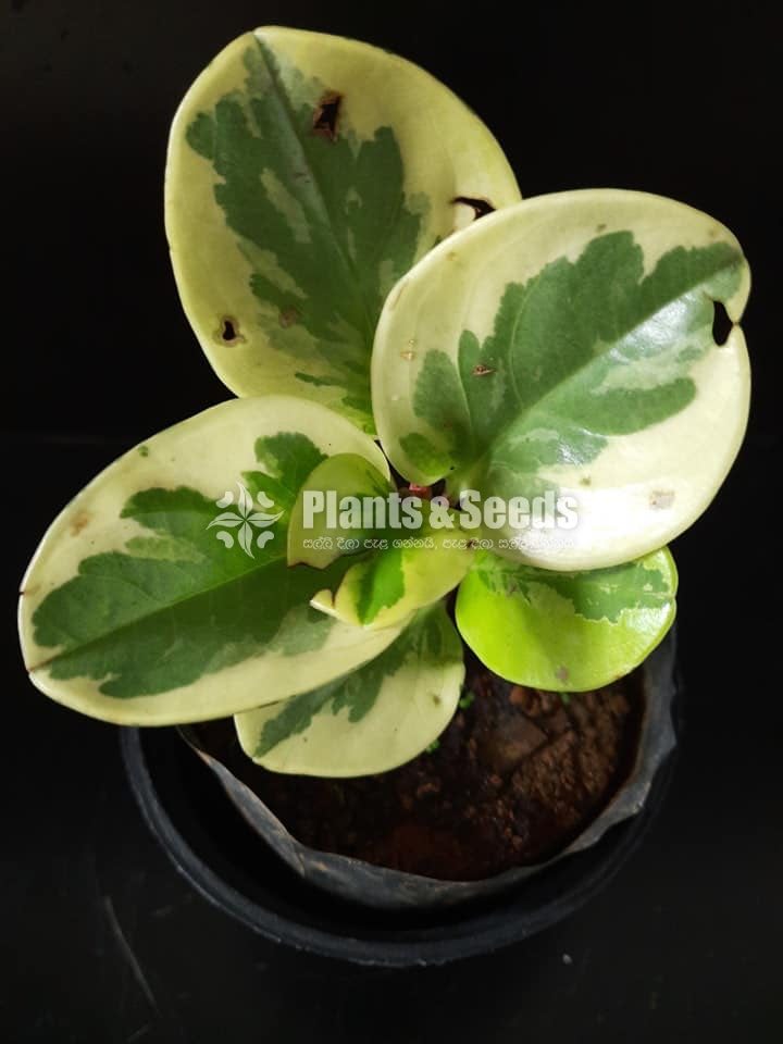 Outdoor Plants