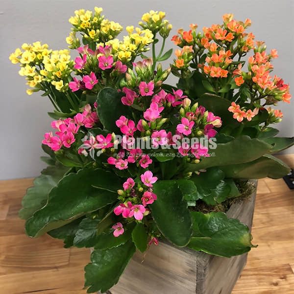 Kalanchoe