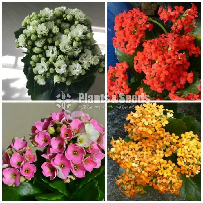 Kalanchoe