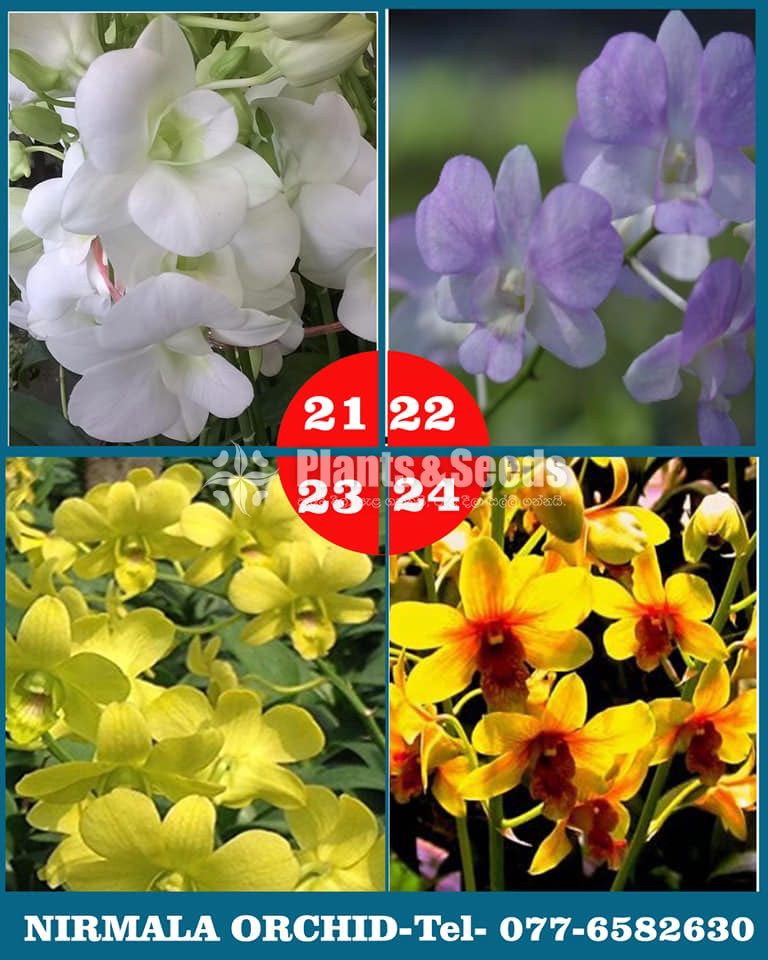 Orchids