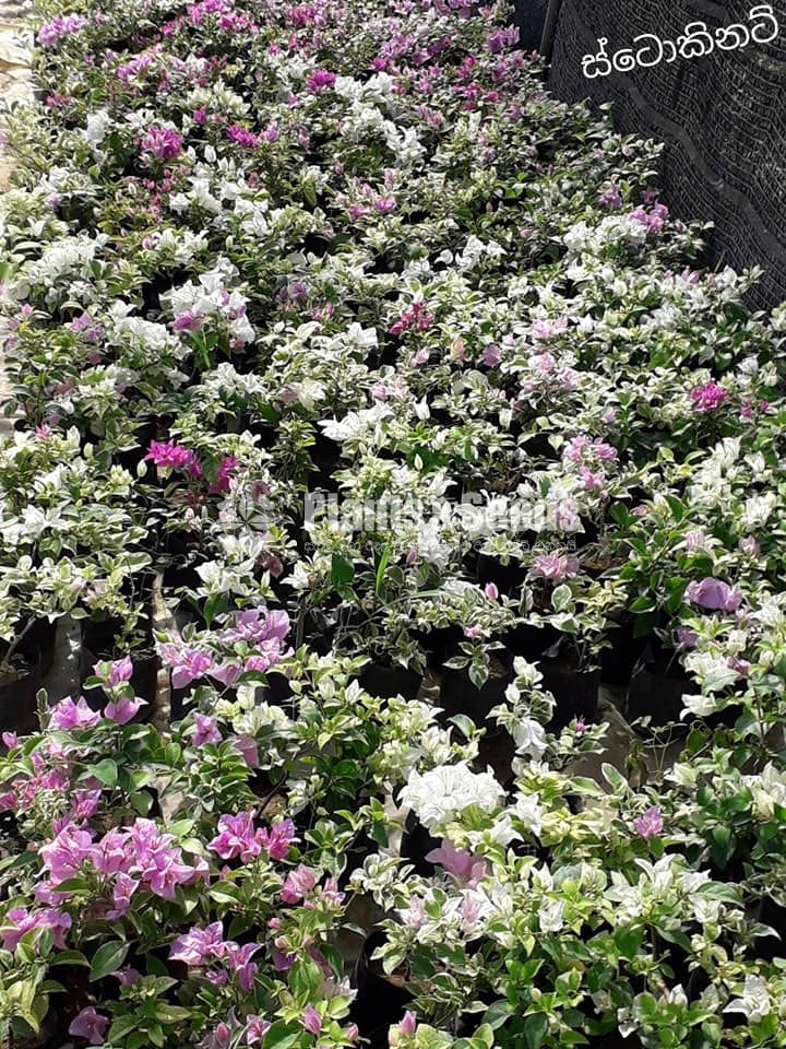 stockinette(ස්ටොකිනෙට් )