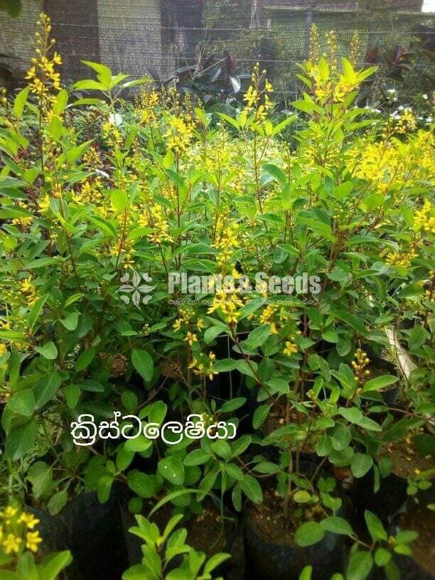 Kristelsia(ක්‍රිස්ටෙල්සියා )