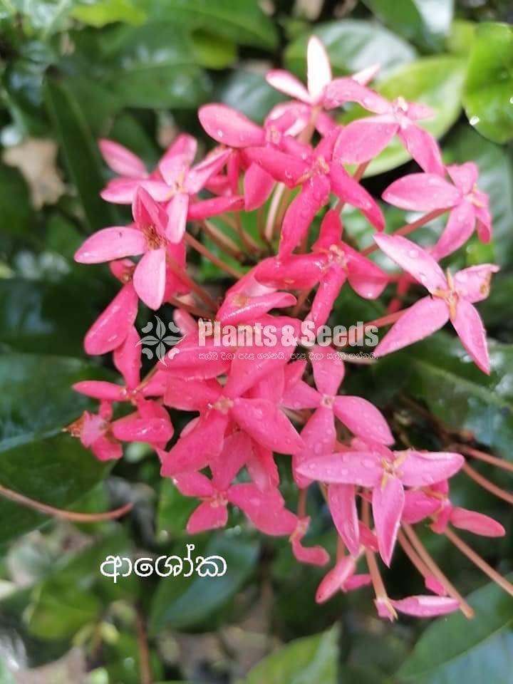  Ixora(Ashoka)