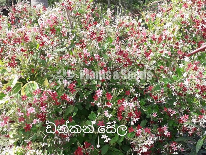 Dunkan Sela(ඩන්කන් සේල )