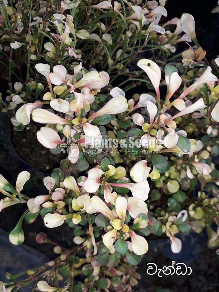 Vanda