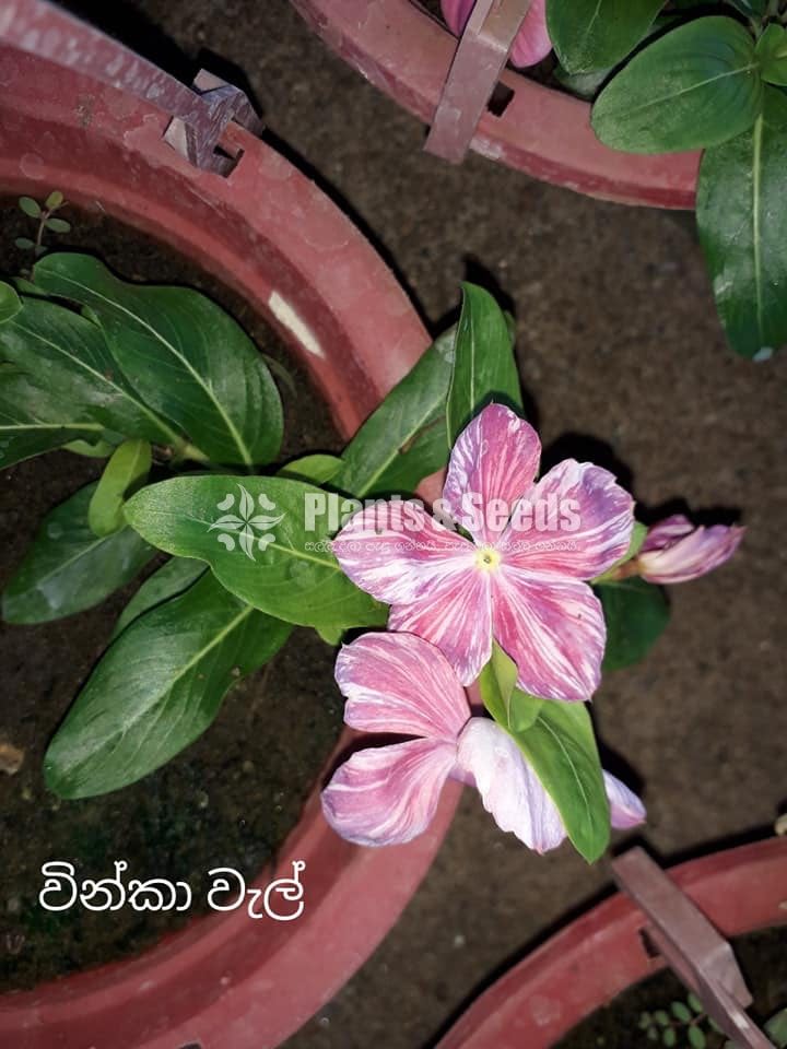 Vinka Wela