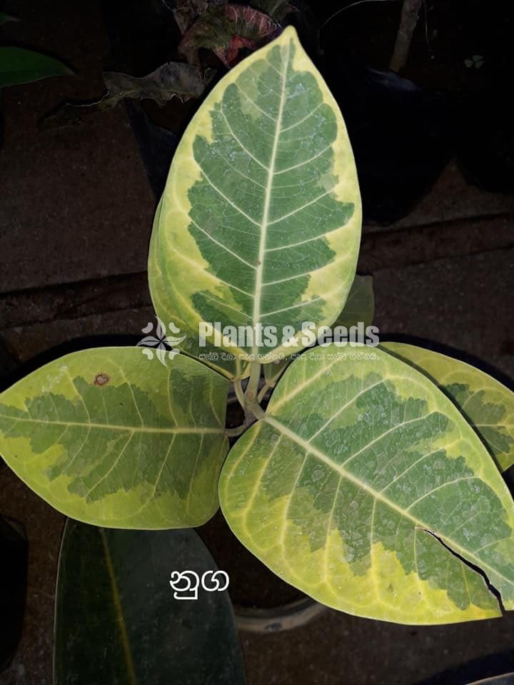 Rathu Nuga