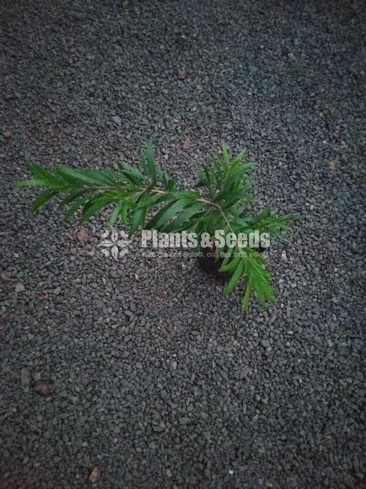 Bottle Brush