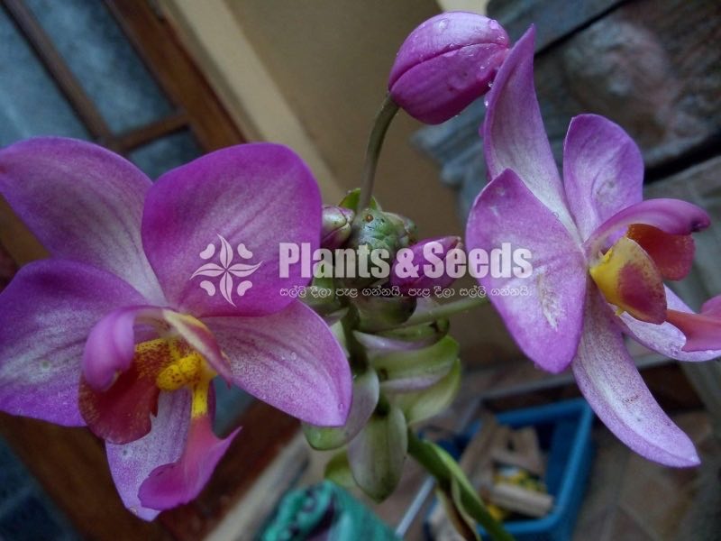 Sal Ground Orchid