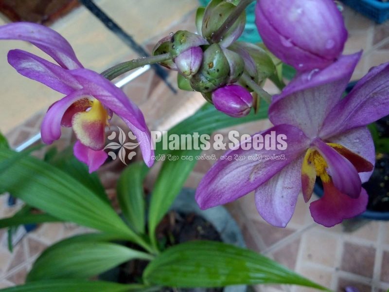 Sal Ground Orchid