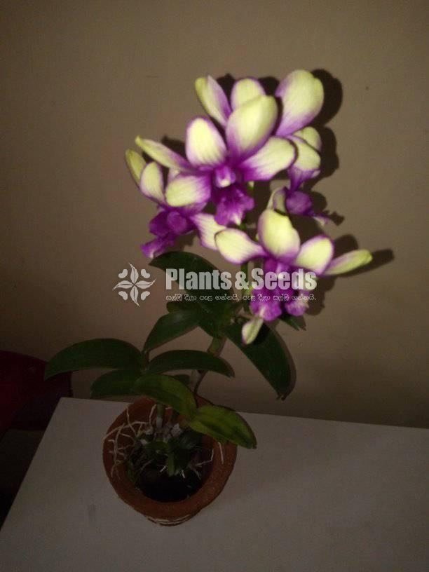 Dendrobium Orchids