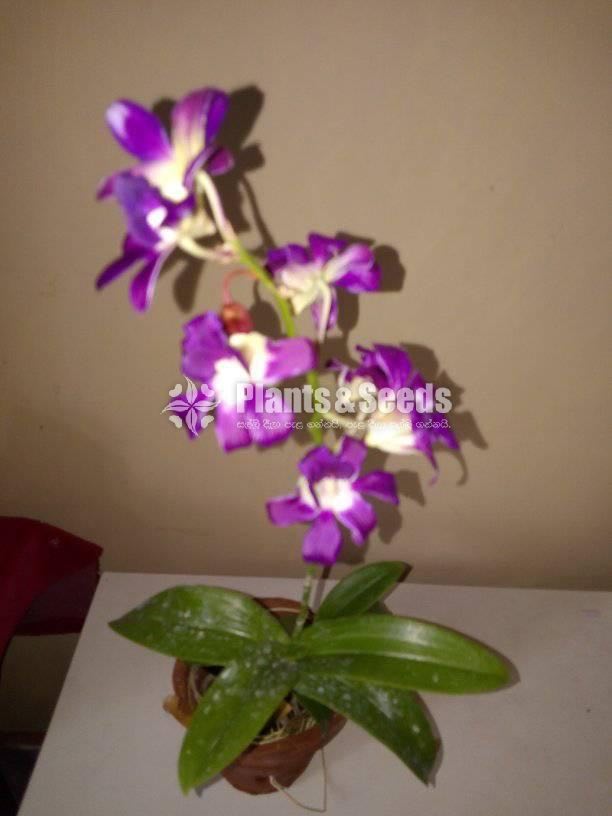 Dendrobium Orchids