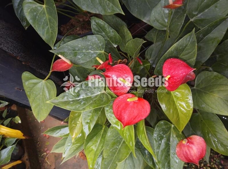 Anthurium Lady J
