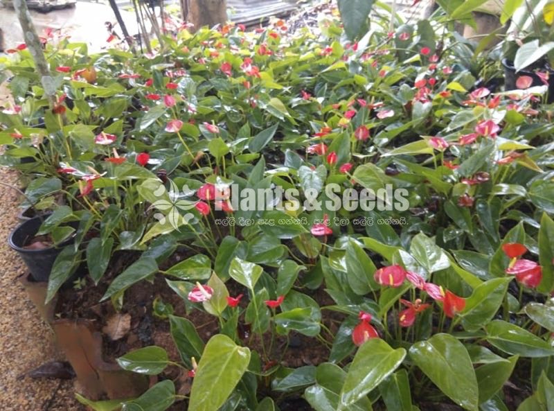 Anthurium Lady J