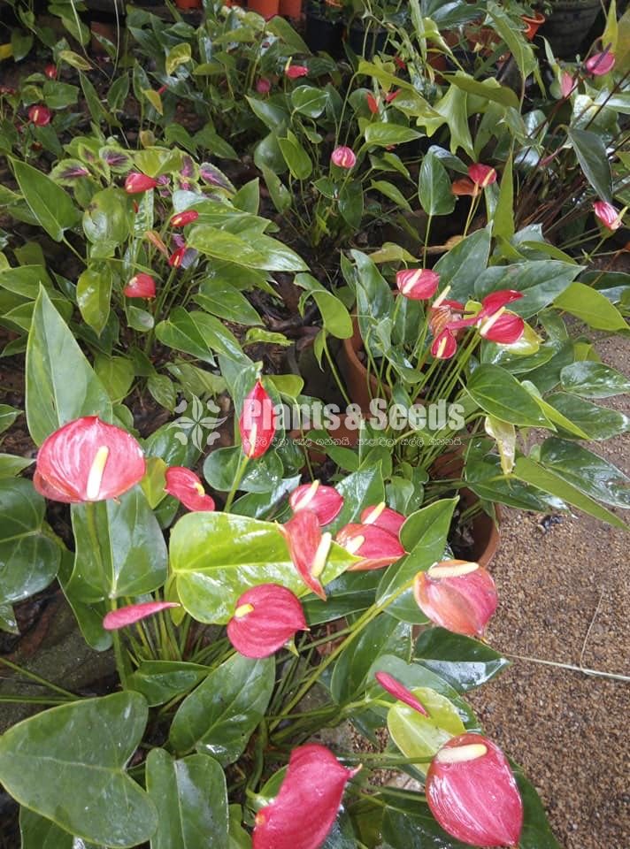 Anthurium Lady J