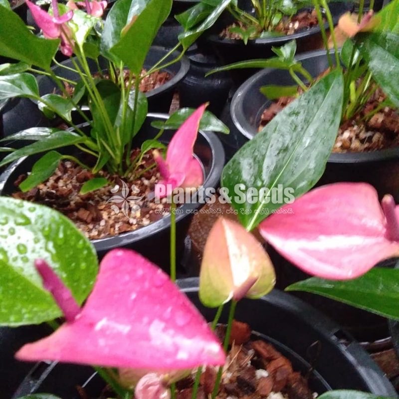 Bankok Anthurium