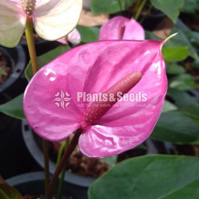 Cawali Anthurium
