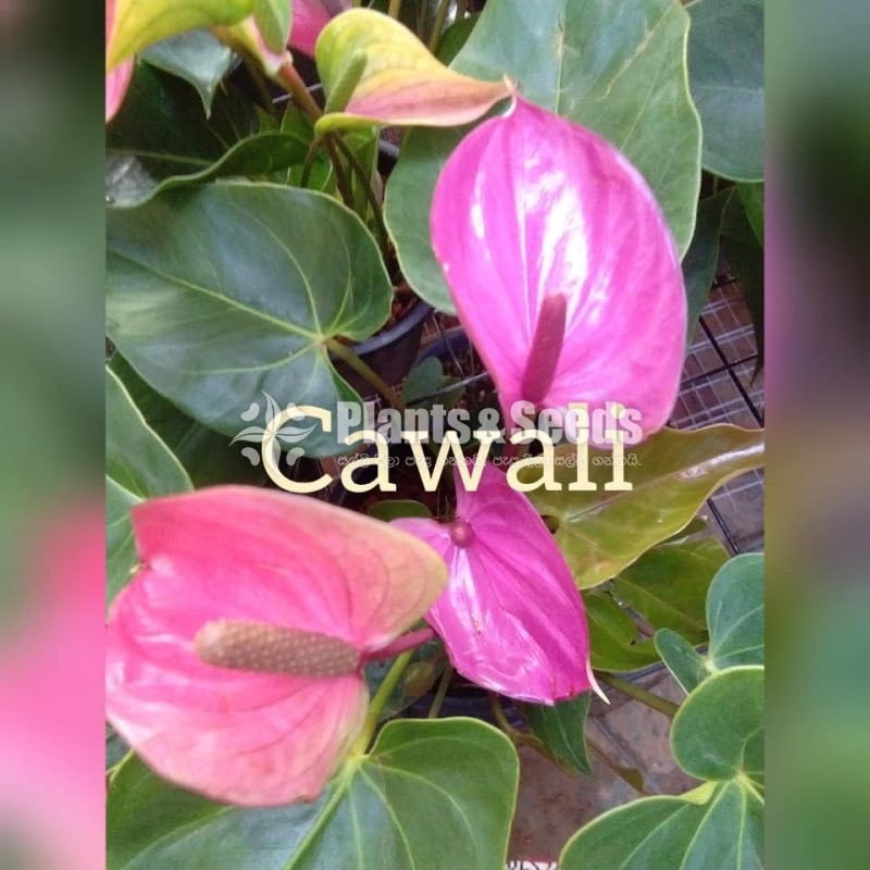 Cawali Anthurium