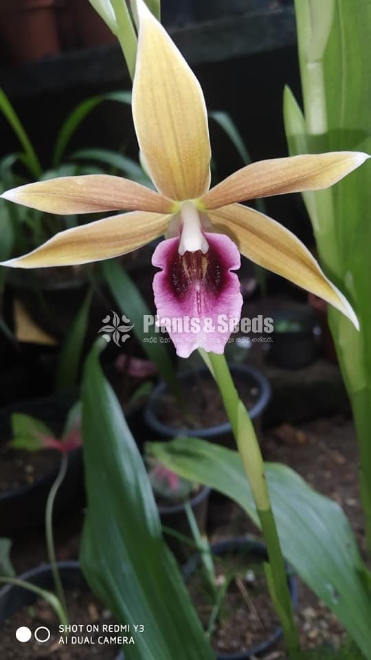 Orchids Collection