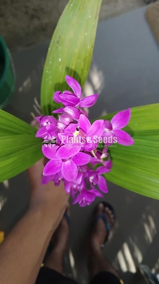 Orchids Collection