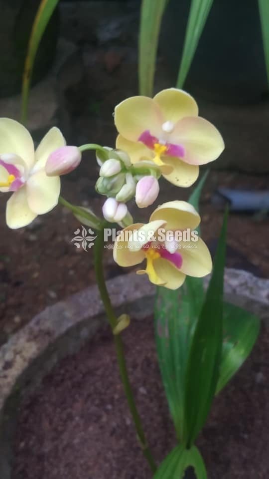 Orchids Collection