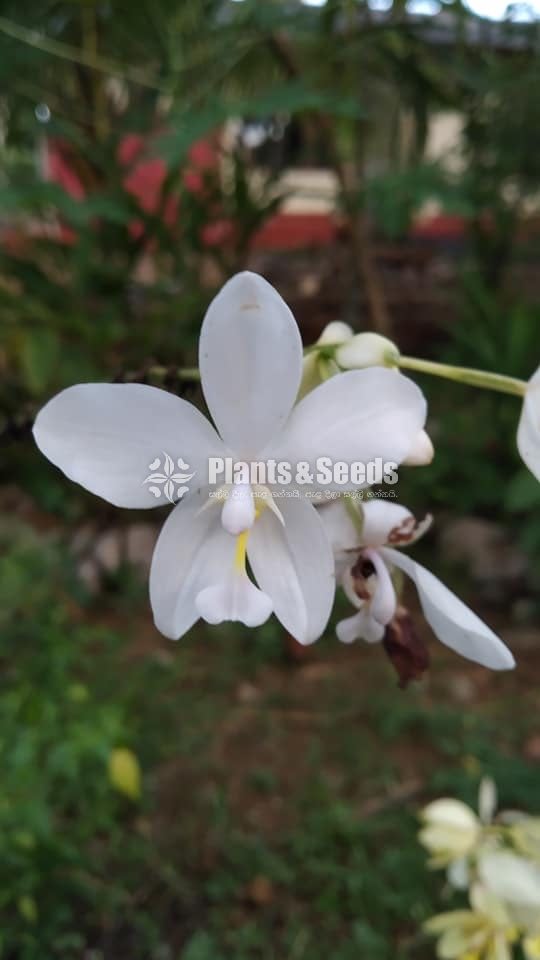 Orchids Collection