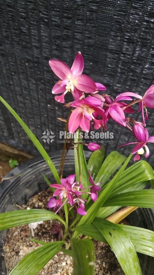 Orchids Collection