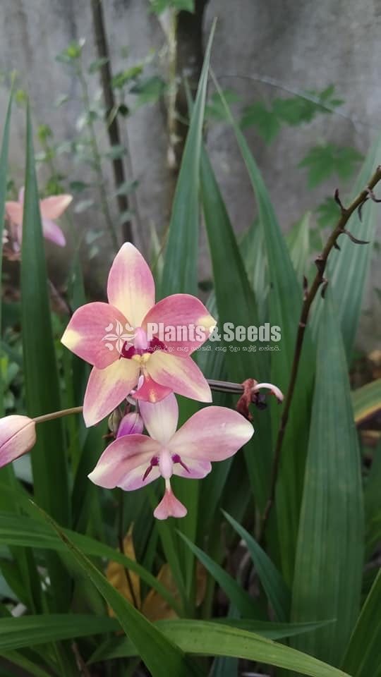 Orchids Collection