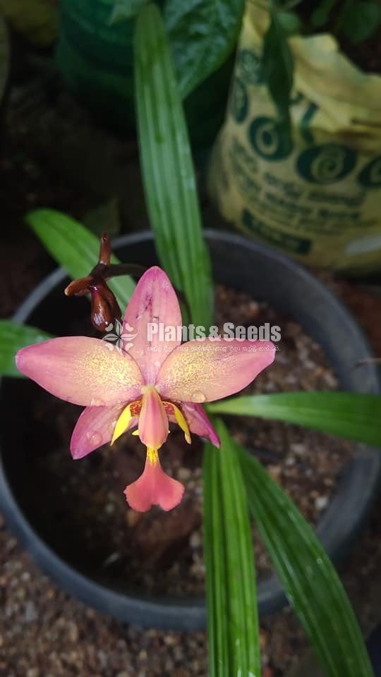 Orchids Collection