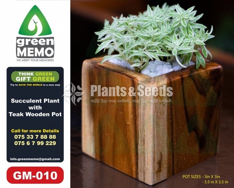 Succulent Plants with Teak Wooden Pot 