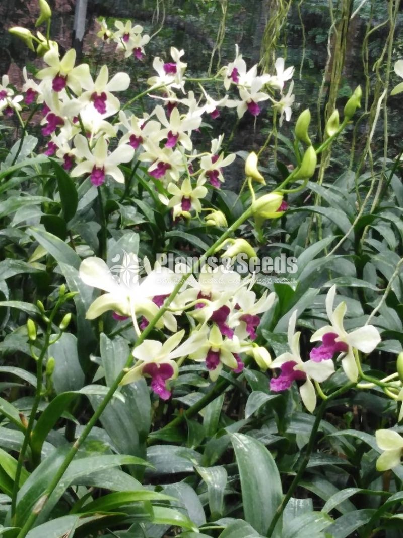 Dendrobium Orchids