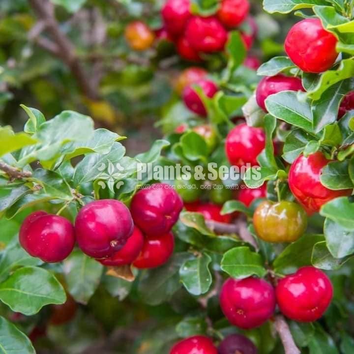 Babardos Cherry