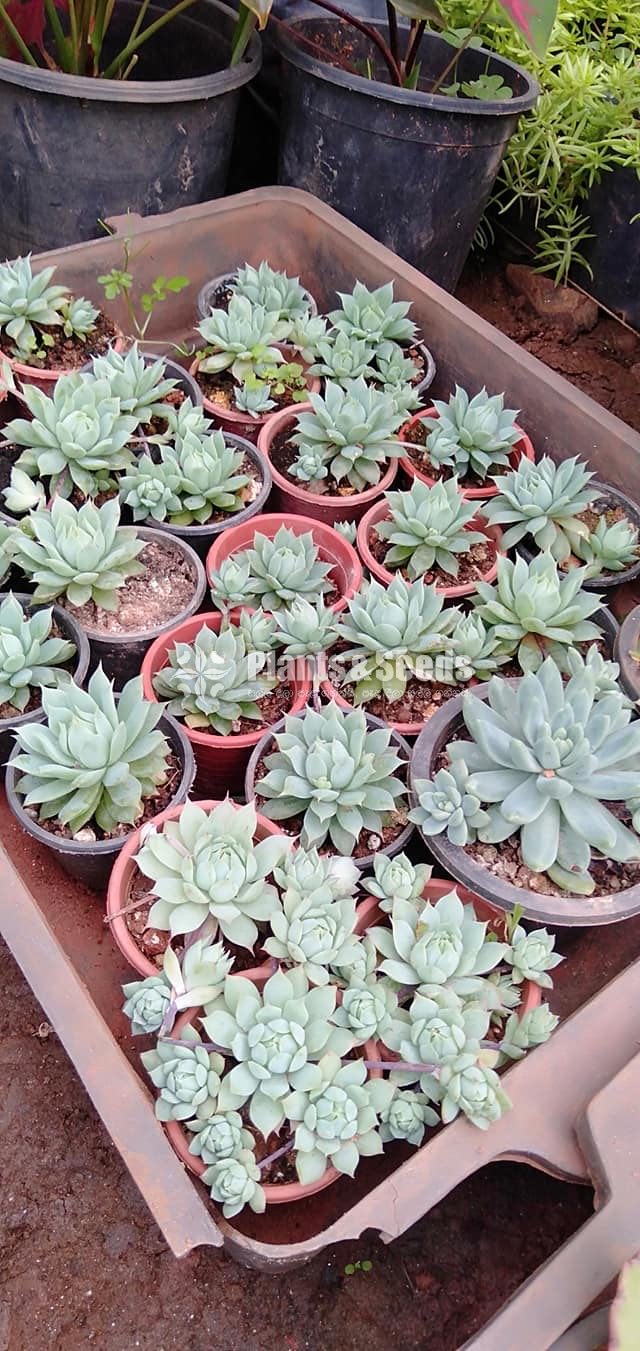 Cactus Collection