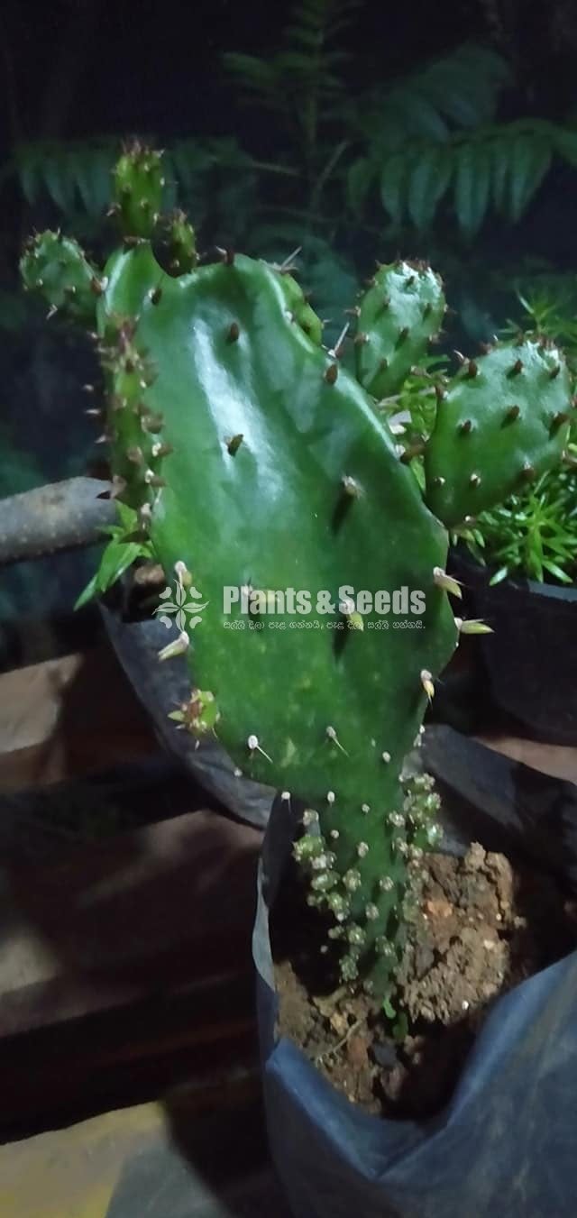 Cactus Collection
