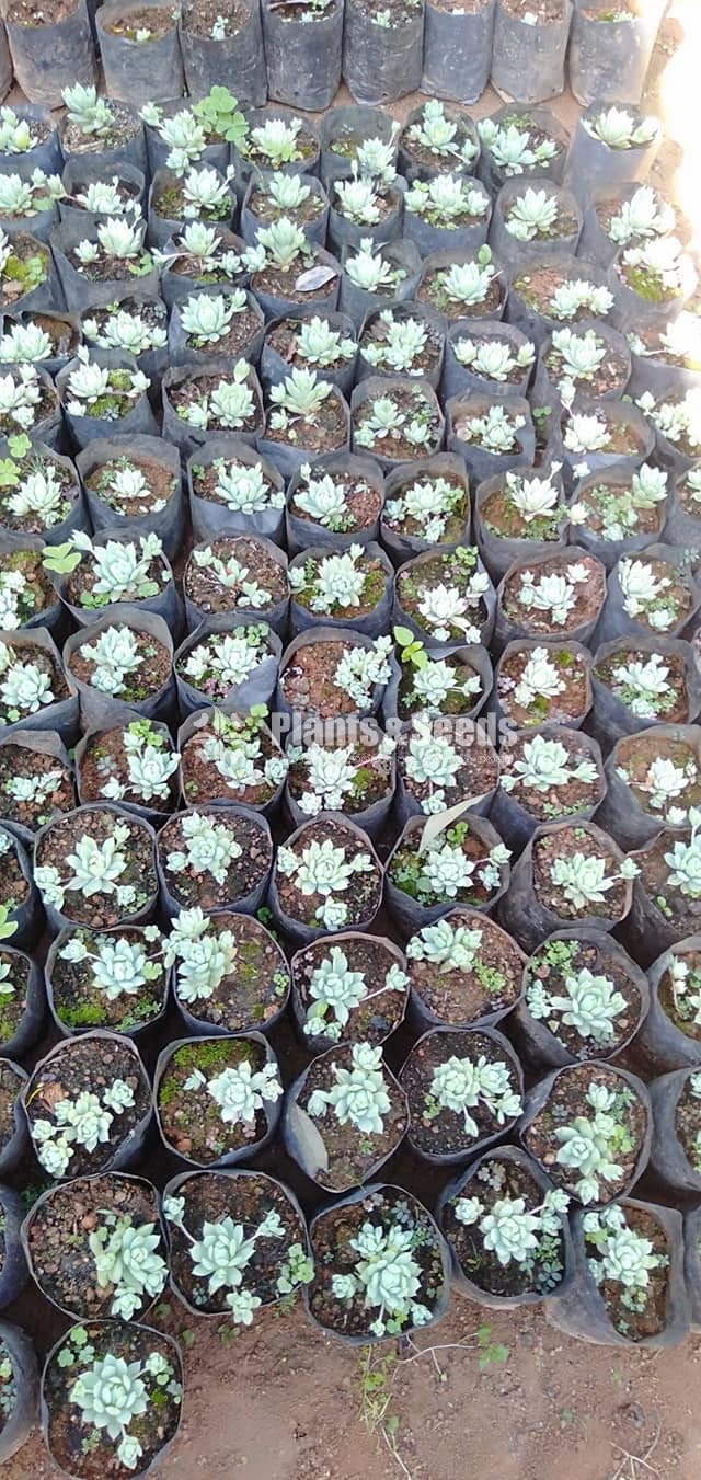 Cactus Collection