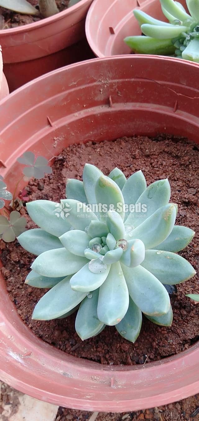 Cactus Collection