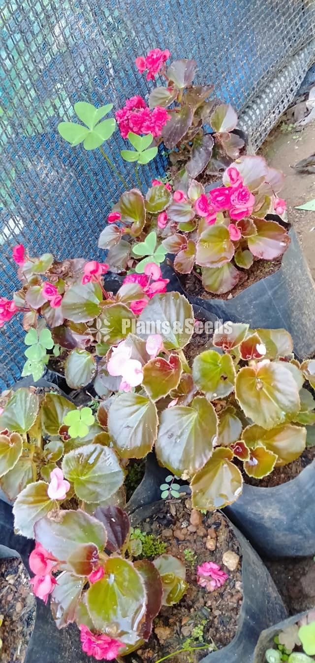 Bigoniyas