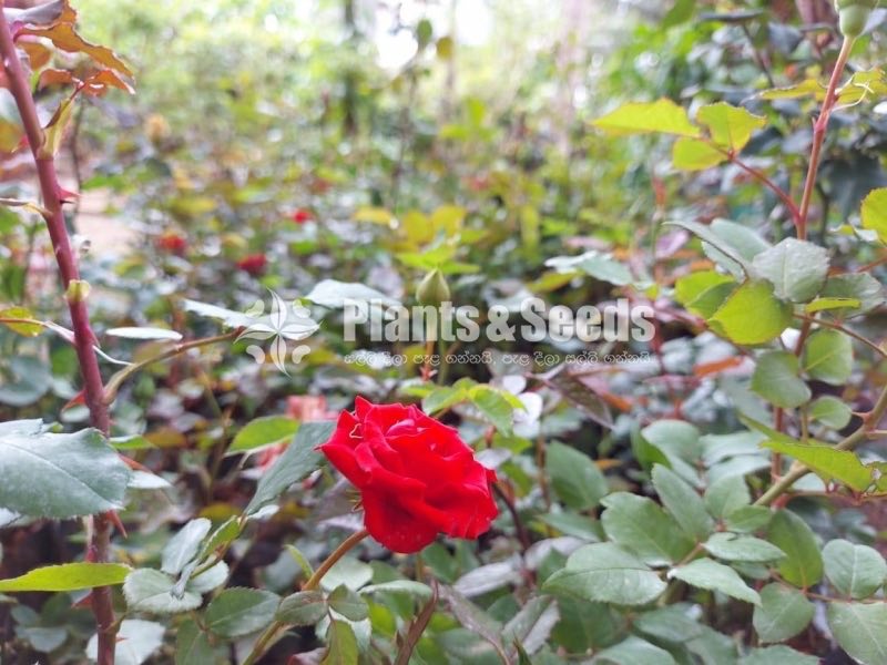 Bud Roses