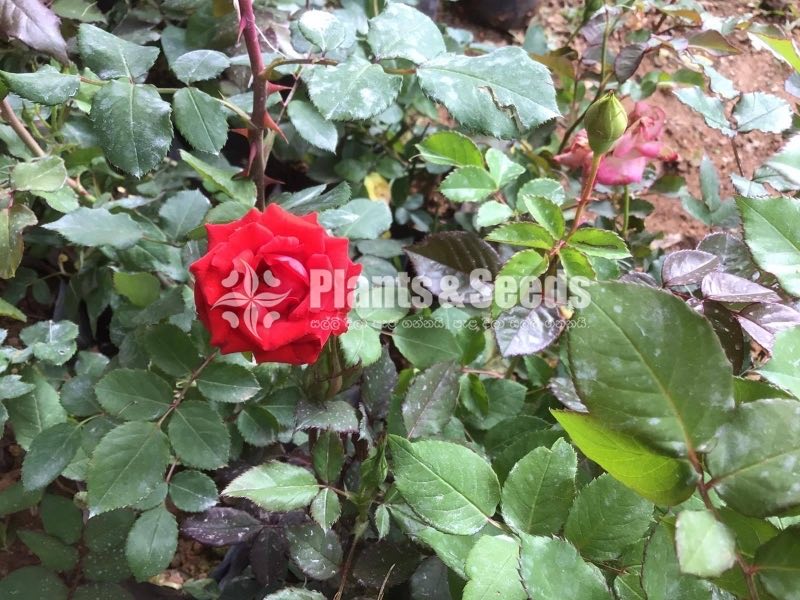 Bud Roses