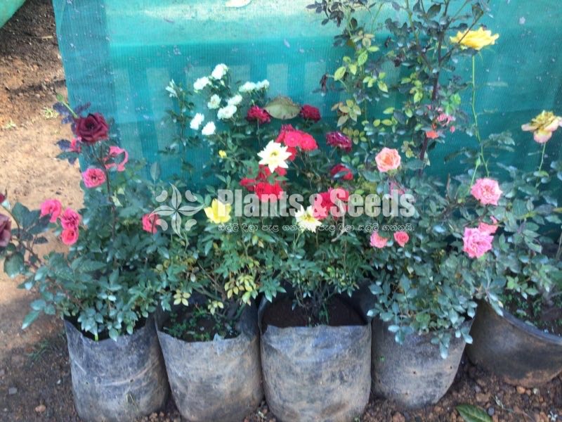 Bud Roses
