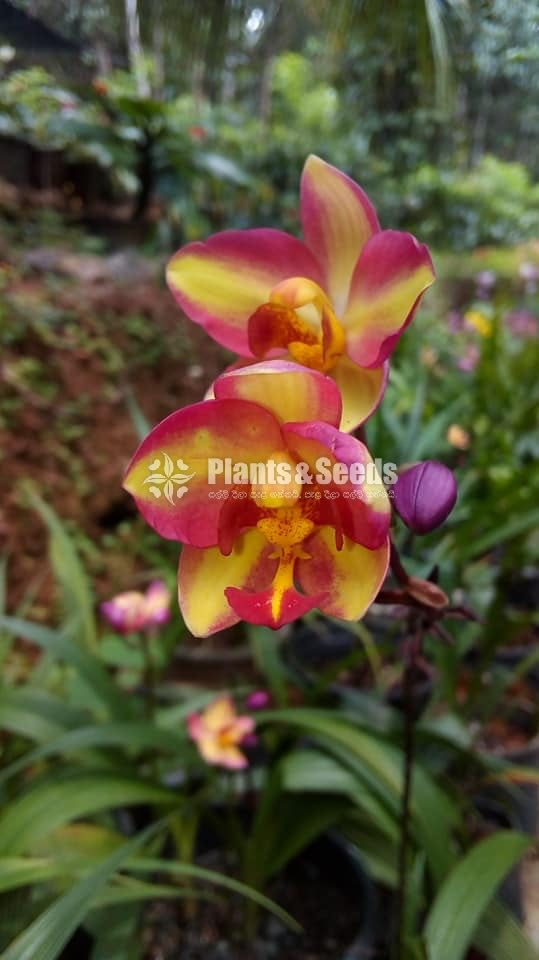 Orchids Collection