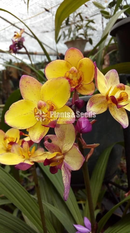 Orchids Collection
