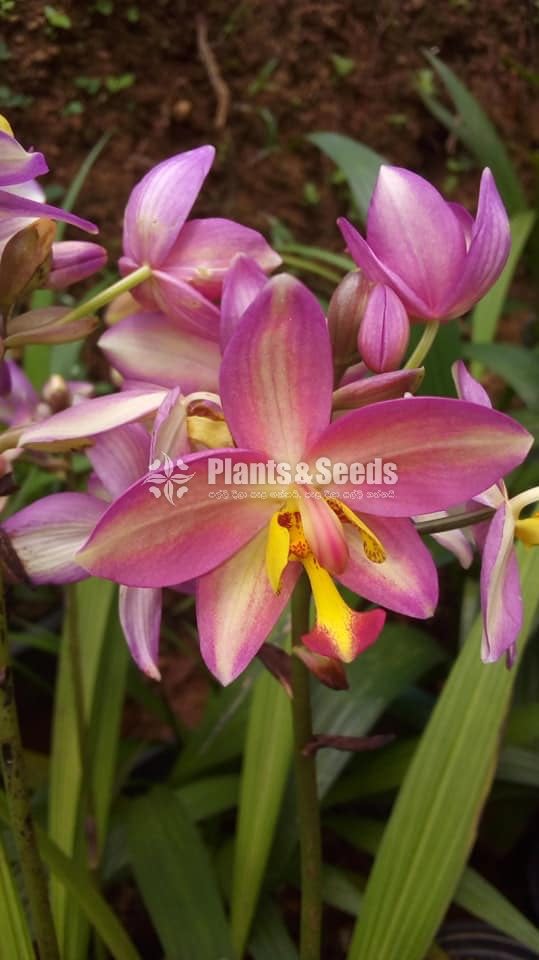 Orchids Collection