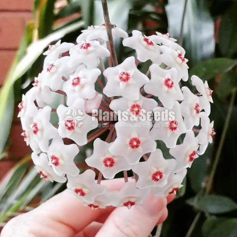 Hoya Plants(Small)